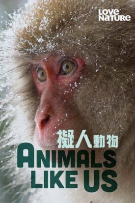 پوستر رسمی سریال Animals Like Us (2024)