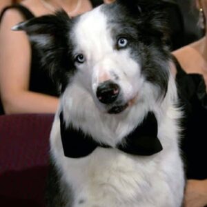 تصویر هنرمند Messi