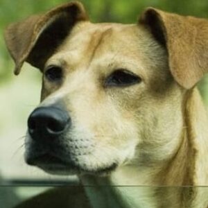 تصویر هنرمند Lucy