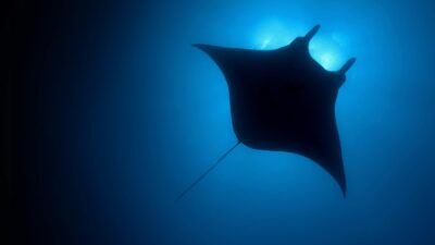 Teaser for The Blue Planet