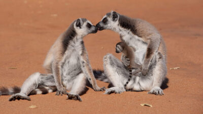 Teaser for Island of Lemurs: Madagascar