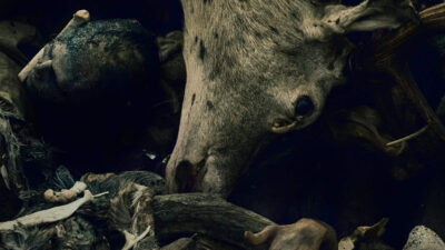 Teaser for Oderbruch