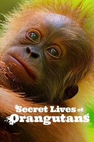پوستر رسمی فیلم Secret Lives of Orangutans (2024)