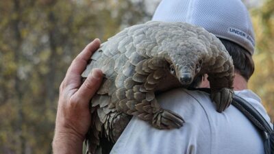 Teaser for Pangolin Kulus Journey