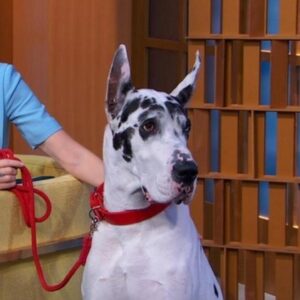 تصویر هنرمند Bing