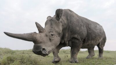 Teaser for The Last Rhinos: A New Hope