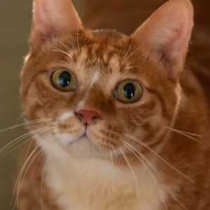 تصویر هنرمند Geumdong-i