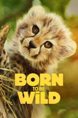 پوستر رسمی سریال Born to Be Wild (2025)